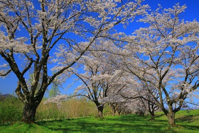 静井石花园的樱花树