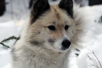 俄罗斯西伯利亚莱卡猎犬