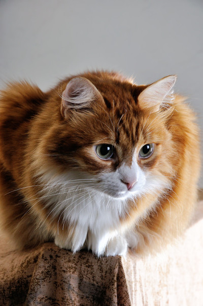 红色的家猫