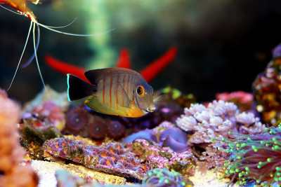 拟态伊布里堂(Acanthurus tristis)