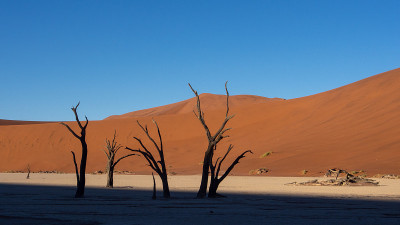 纳米比亚索苏斯维莱国家公园Deadvlei pan的枯树和树枝。沙丘的阴影产生了一种戏剧性的效果。