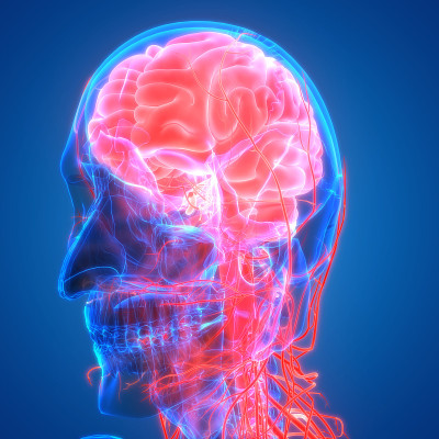 人类大脑与循环系统解剖
