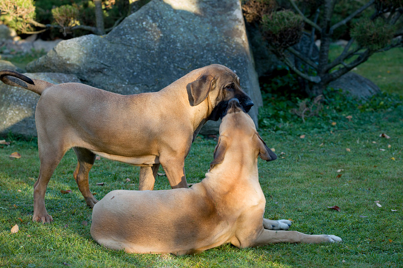 雌性巴西獒犬