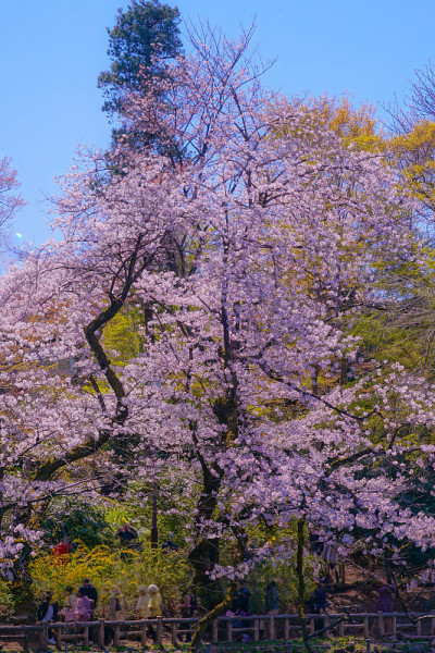 盛开的樱花树在猪城公园