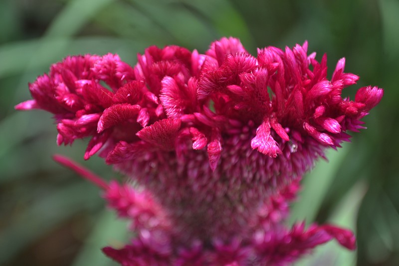 美丽的天青花(粉红色的鸡冠花)，来自天青花属的一种，春天在花园中散焦的背景3