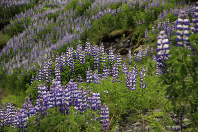 努特卡羽扇豆(Lupinus nootkatensis)，冰岛塞尔雅维利尔
