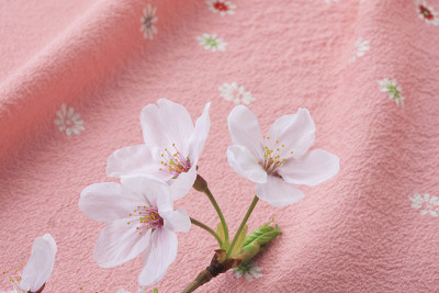 苹果酱和樱花