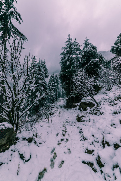 雪覆盖的道路周围的雪松在喜马拉雅山