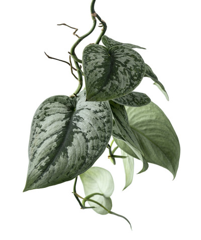 碧桃叶，锦缎植物，奇异的叶子孤立在白色的背景，与修剪路径