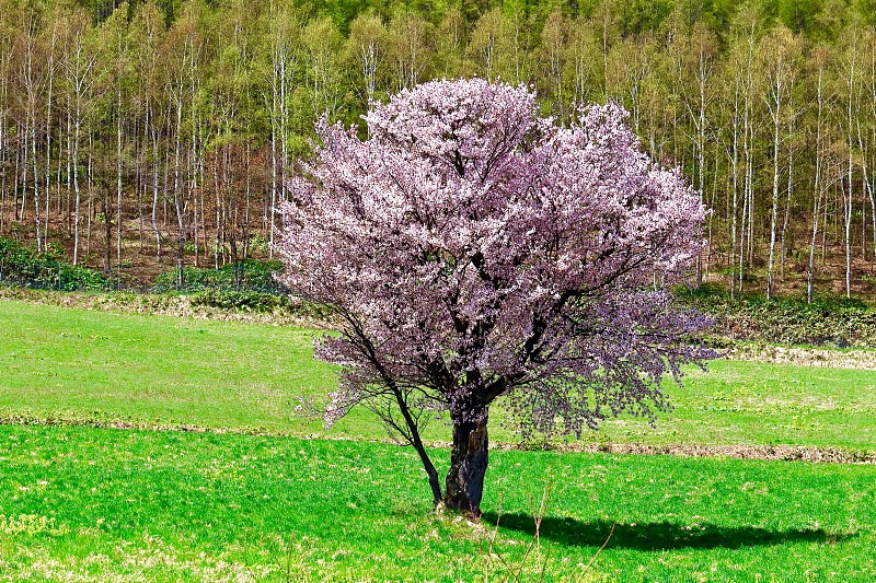 一个樱桃，Furano Kamigoryo