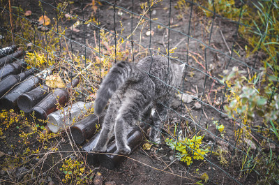 灰色小猫爬过栅栏