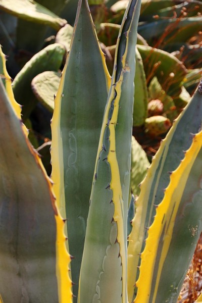 龙舌兰美国Marginata
