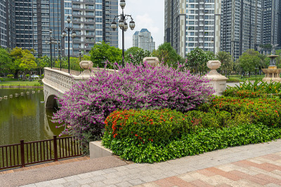 美丽盛开的花坛，豪华公寓外的园林景观