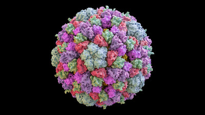 基于PDB: 1CD3(表面样式)的肠杆菌噬菌体phiX174衣壳结构三维CG渲染图像