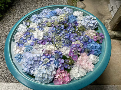 绣球花