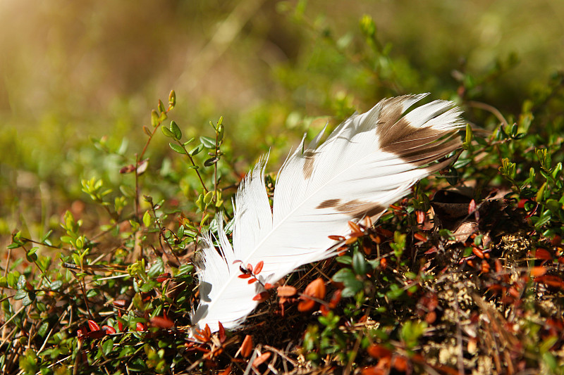 A white feather lies in the forest on the ground, 