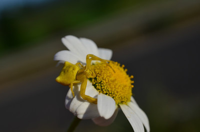 黄花蟹蛛