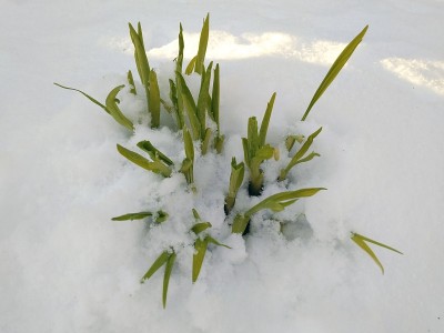天气异常。雪中的花