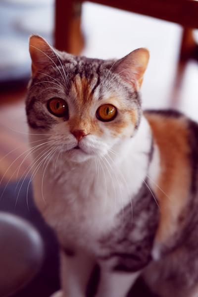 美丽的虎斑猫。