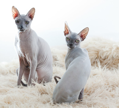 Sphynx白色