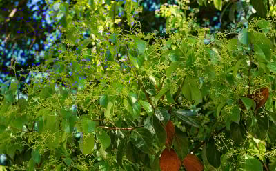 特写樟树(樟属樟树)，普通樟木或樟树月桂树常绿叶子在树木园公园南部文化在天狼(阿德勒)索契。