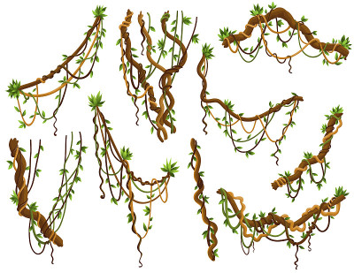 Collection of twisted wild lianas branches. Jungle