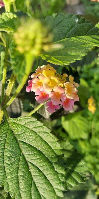 卡马拉Lantana