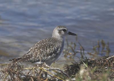 黑腹鸻(非繁殖)(pluvialis squatarola)