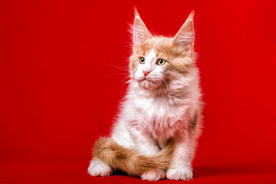 一只缅因猫坐在红色的背景上。
