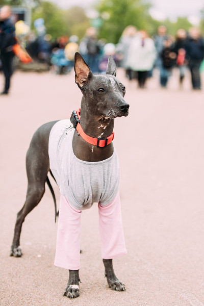 墨西哥无毛狗在城市公园玩耍。Xoloitzcuintli或简称Xolo，是一种无毛犬