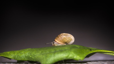 蜗牛在菠菜叶子上爬行