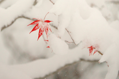 晚秋的粉状雪
