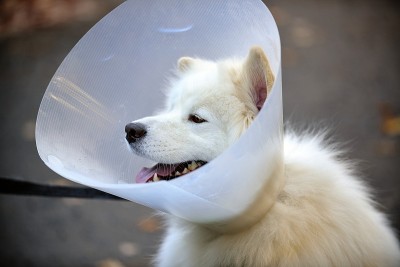 宠物锥系在萨摩耶犬的项圈上