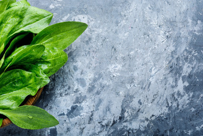 Plantain-valuable药用植物