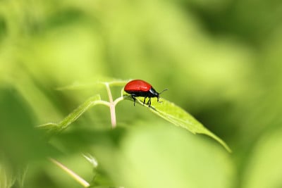 甲虫