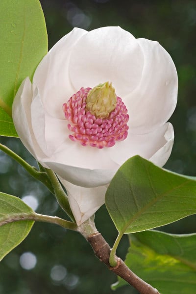 大山玉兰花