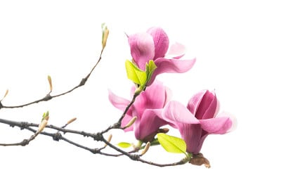 白玉兰花孤立在白色上