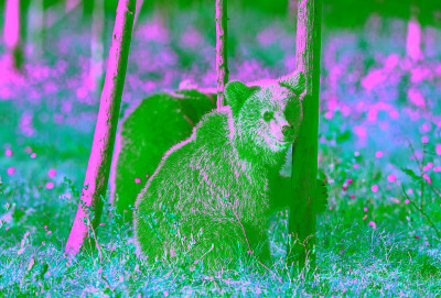 夏天森林里的棕熊幼崽。学名:Ursus Arctos。绿色的自然背景。自然栖息地，夏季宜居。