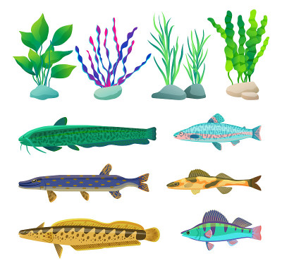 各种藻类和海洋生物插图