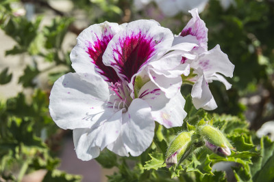 天竺葵花、天竺葵属植物