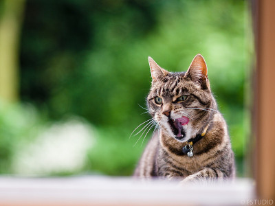 猫