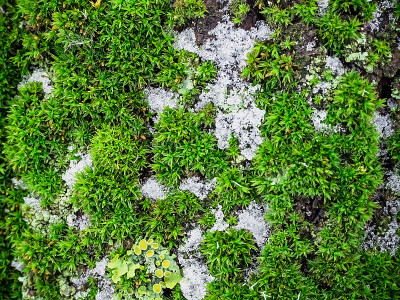 树皮上的绿色苔藓和地衣