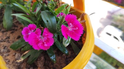 长春花是一种生长低矮的多年生植物(Catharanthus roseus)，原产于马达加斯加，开粉红