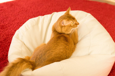 猫(索马里)，垫子，室内