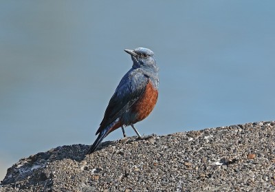 蓝岩画眉(Monticola solitarius)