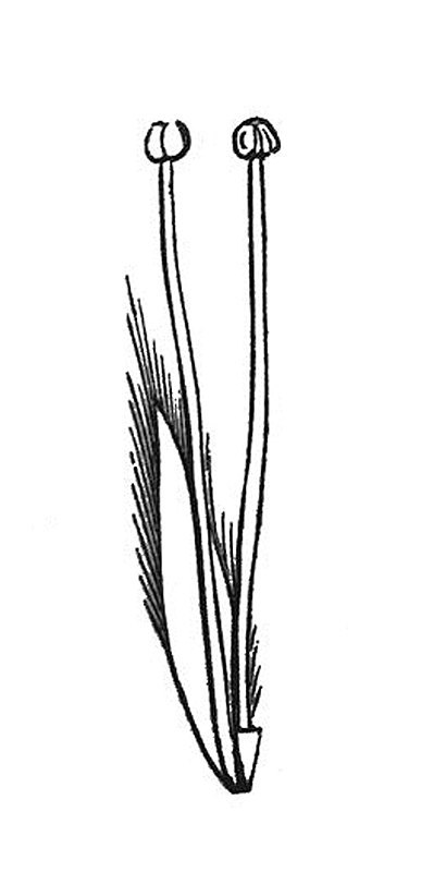 古董插图-花-雄花从柳絮