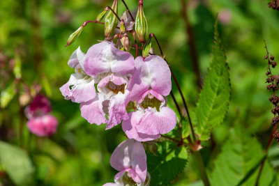 喜马拉雅香脂（impatiens gladulifera）