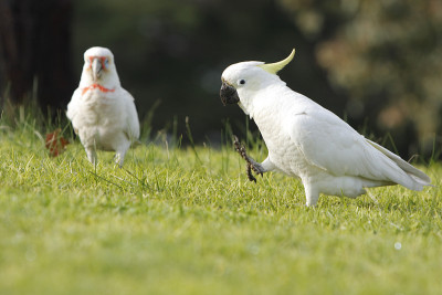 鹦鹉,Corella