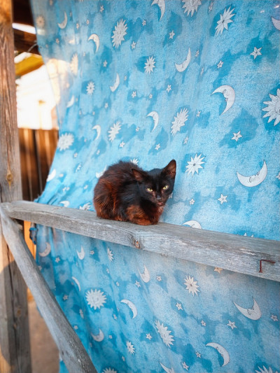 工业区附近的流浪猫