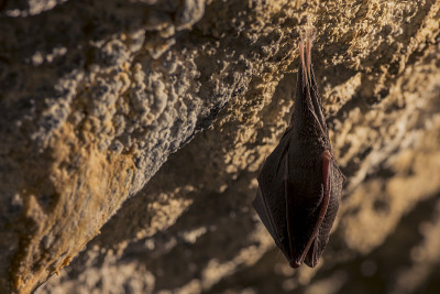 近距离观察正在睡觉的小马蹄蝠(Rhinolophus hipposideros)倒挂在洞穴顶部